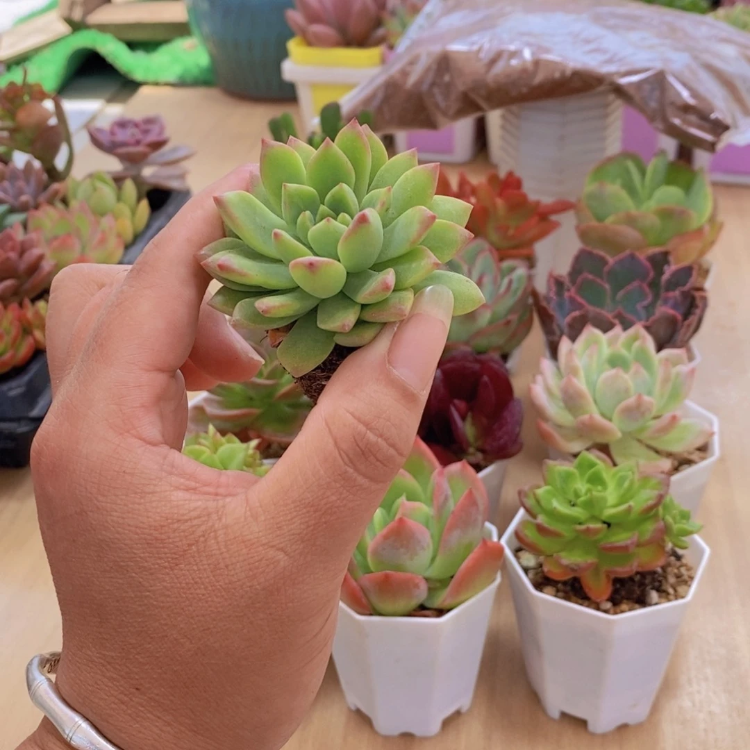 无花朵马库斯八颗送八角盆土