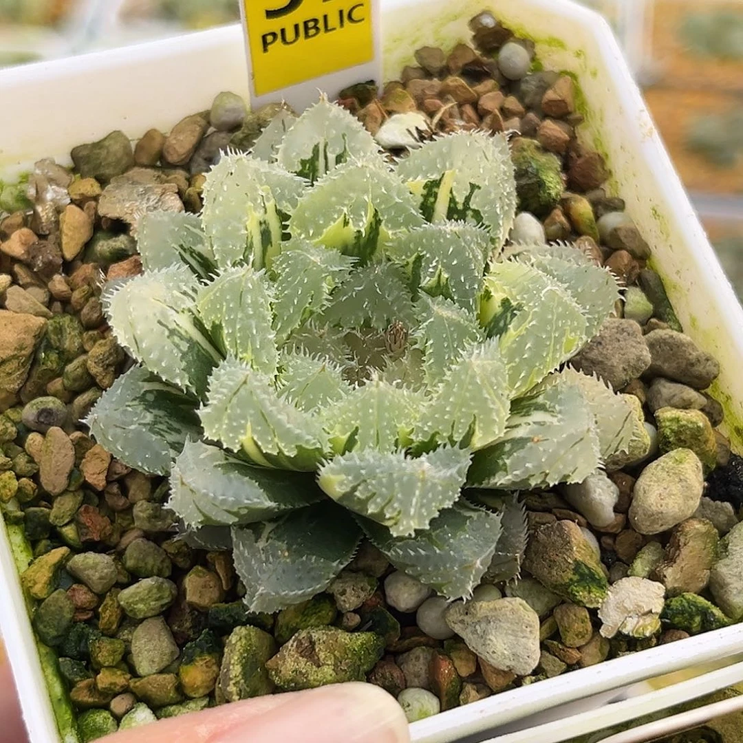 37玄冰玉露锦福利