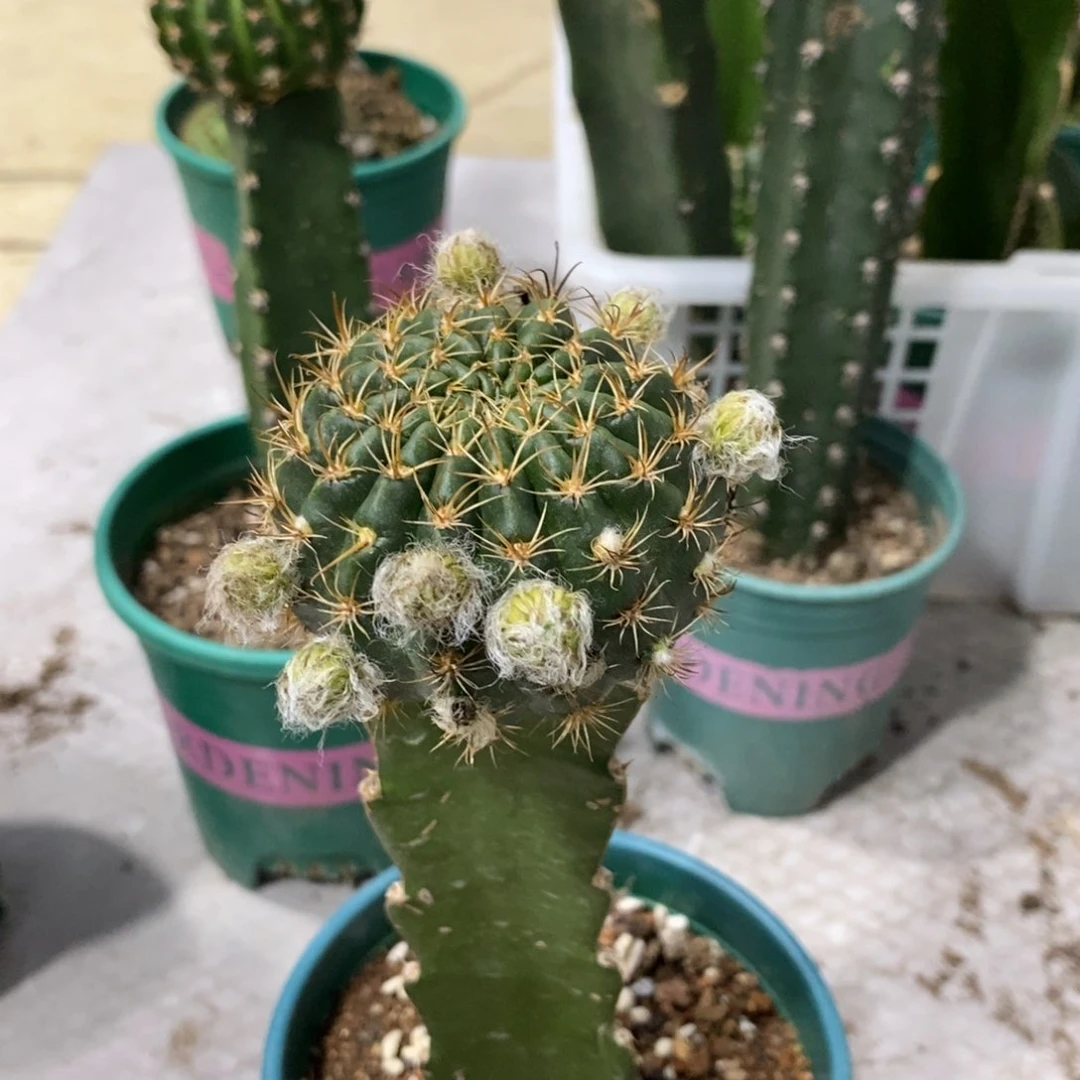 新品丽花L46母本带花苞