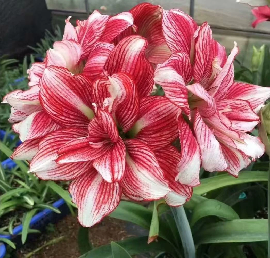 〖缤纷世界〗朱顶红 重瓣 露养球会有少许红斑介意勿拍