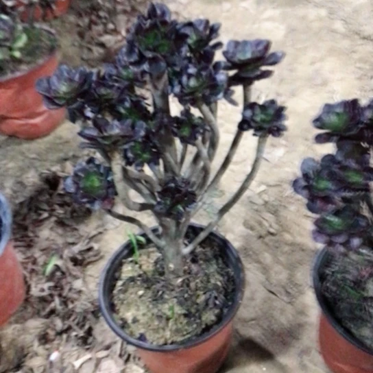 华***华圆叶黑法法小朵朵49