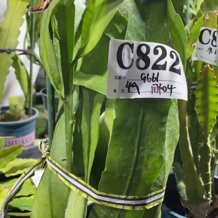 完全开放用****4令箭荷花822