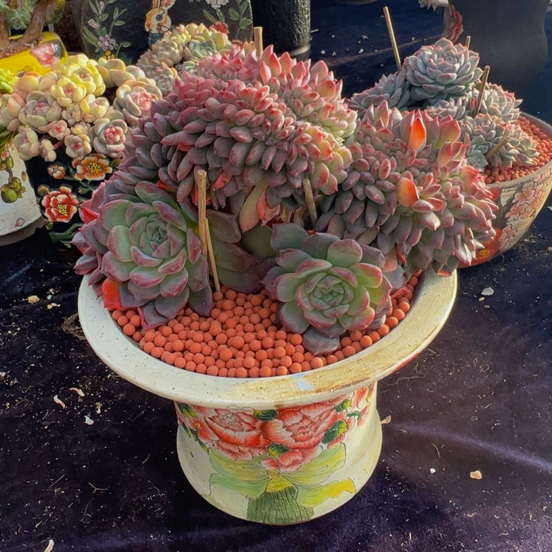 琥珀缀555 天天开心