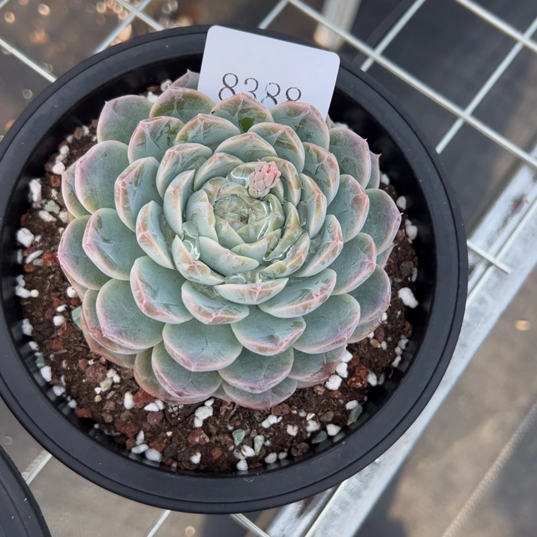 J***简8388多肉多多多多多