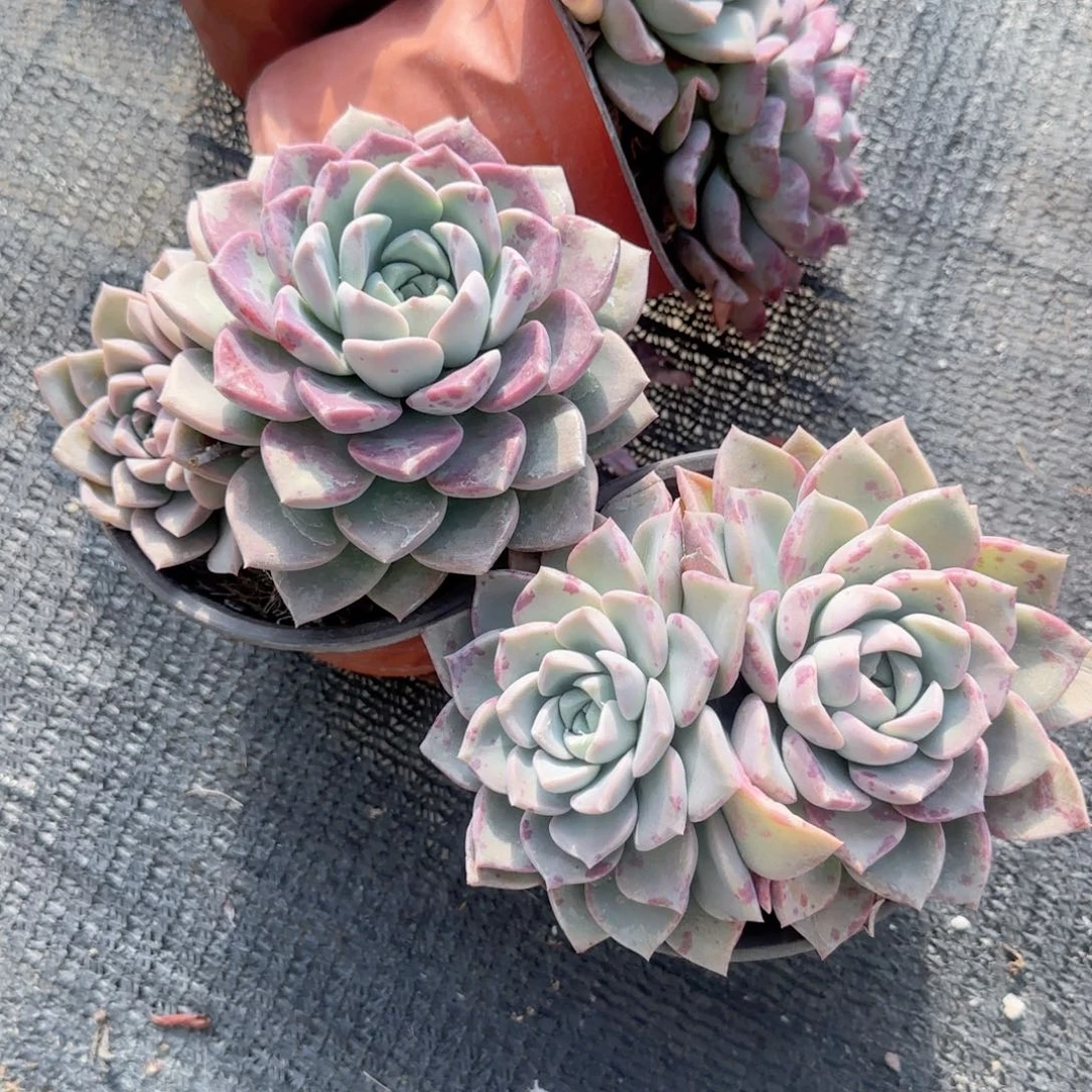 无花朵海琳娜双头