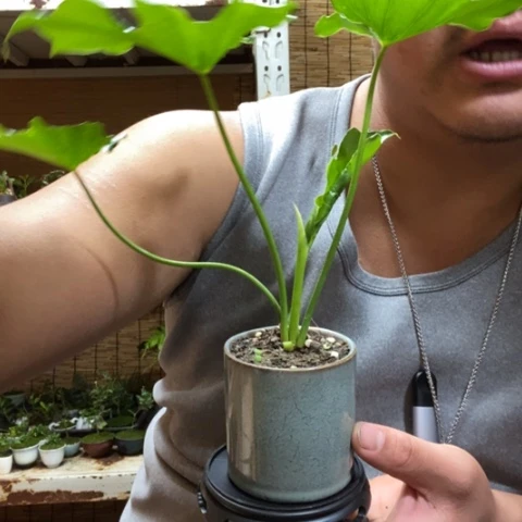 红陶一物一拍所见即所得158