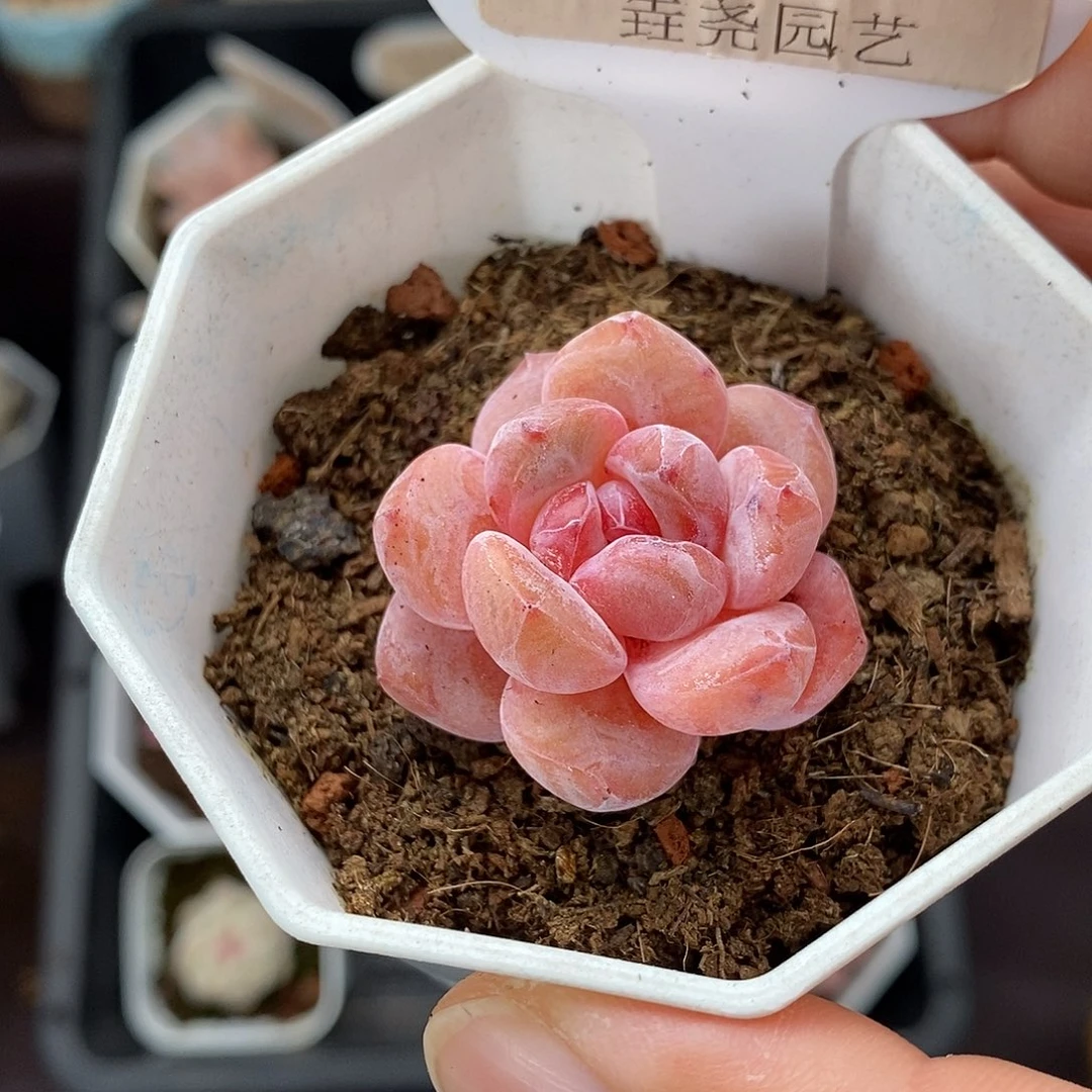 0033 冰橙 3cm 单头