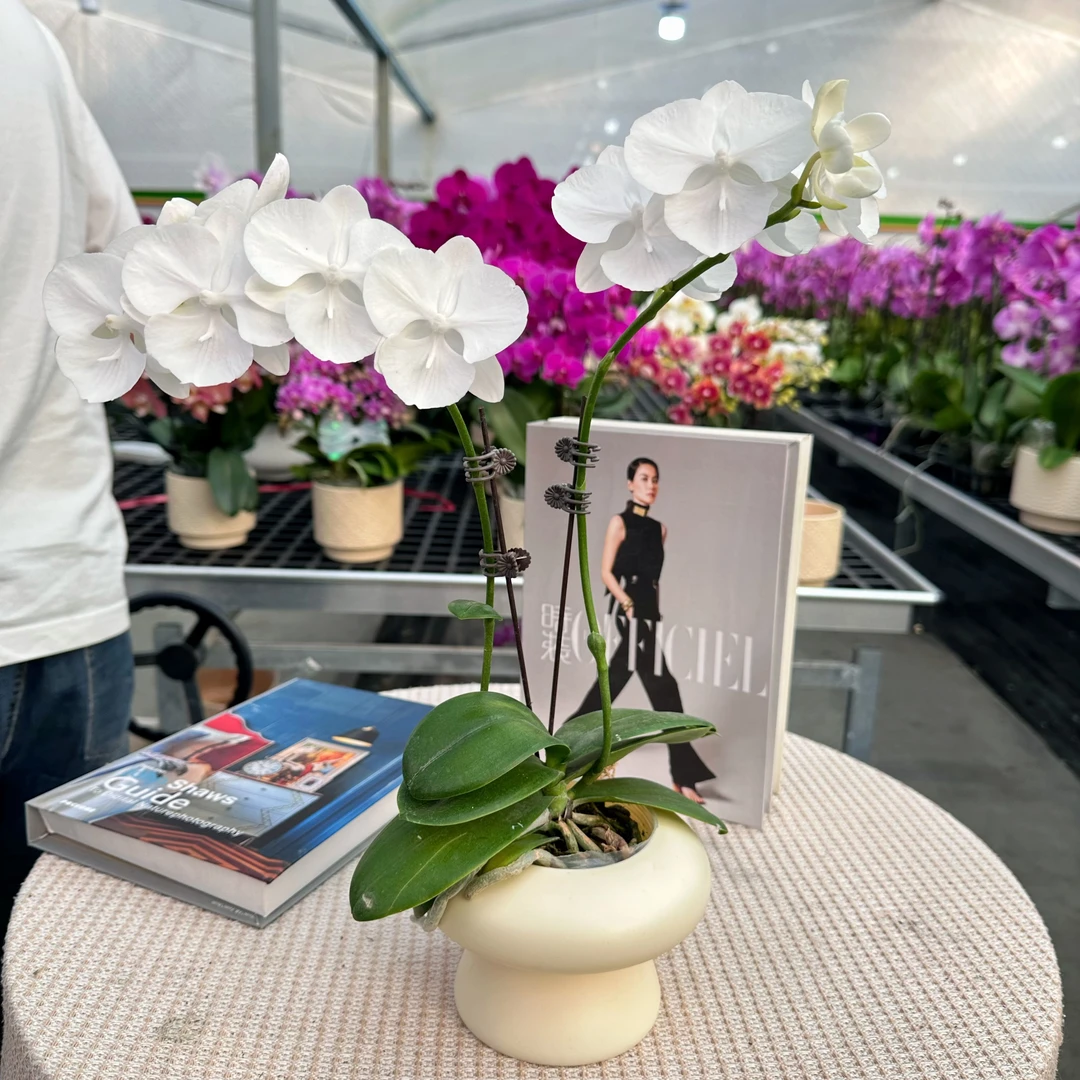 蝴蝶兰【白天鹅】纯洁白色系 清新小组盆 蝴蝶兰鲜花室内送礼花卉