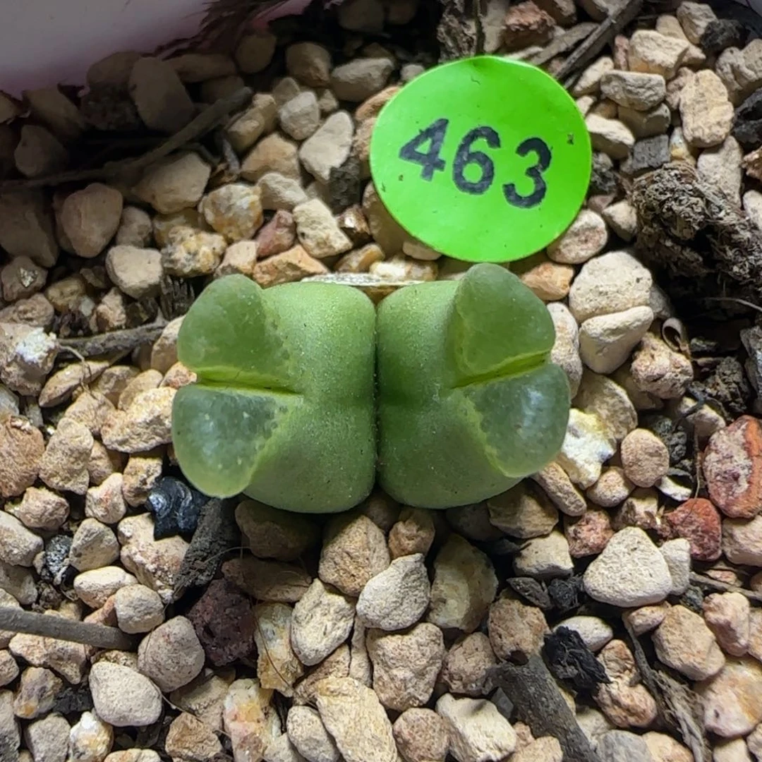 超级奶瓶多肉植物463