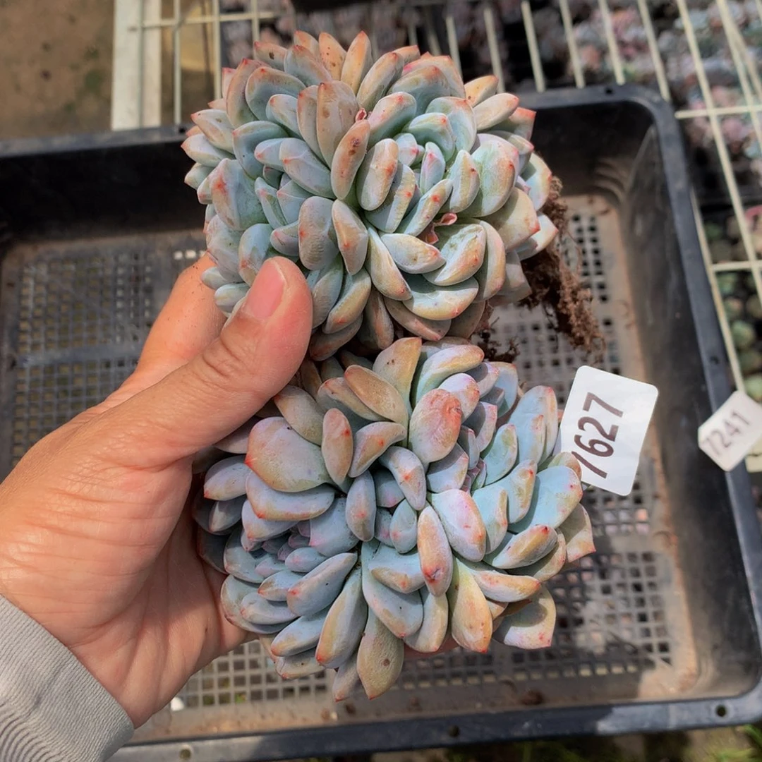 7627两个嗯嗯嗯嗯嗯嗯好喜欢
