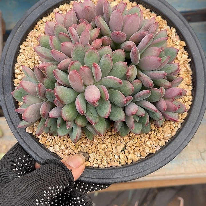 多肉植物一物一拍