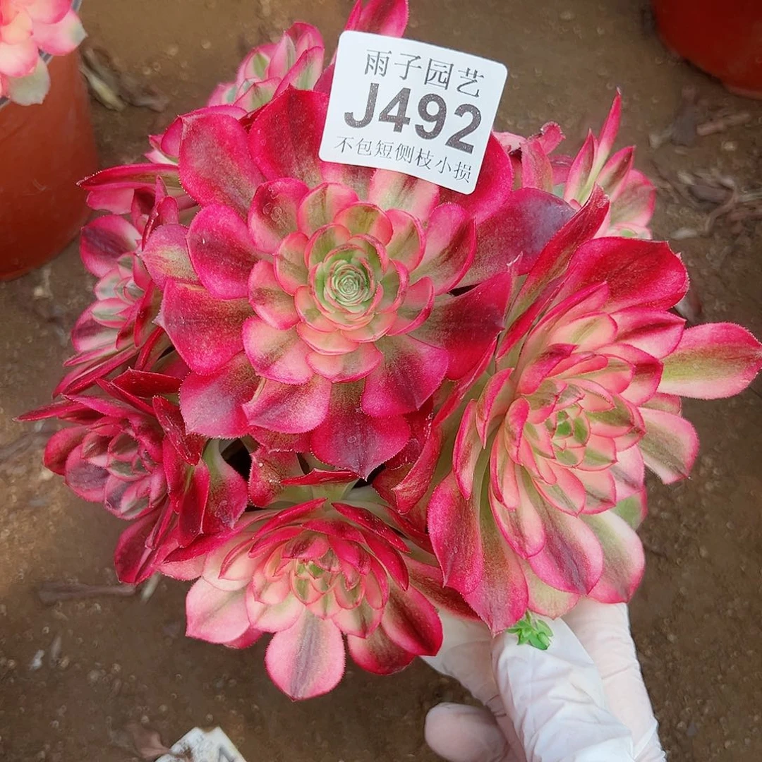 492 倾城尺寸18左右特价