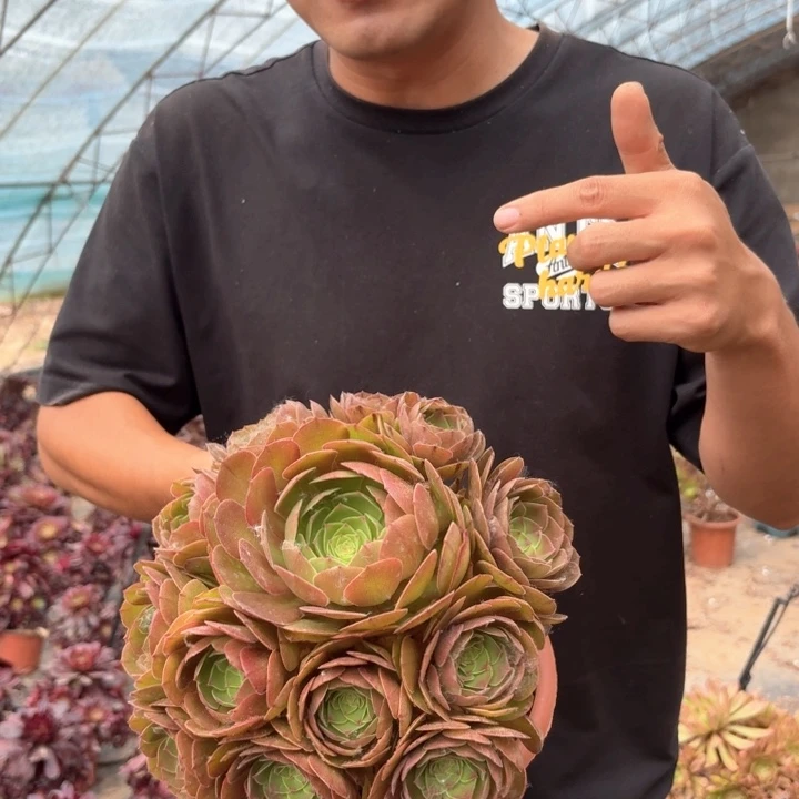 福利万圣节黑色拉丝