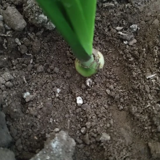 完全开放sv11——2公分