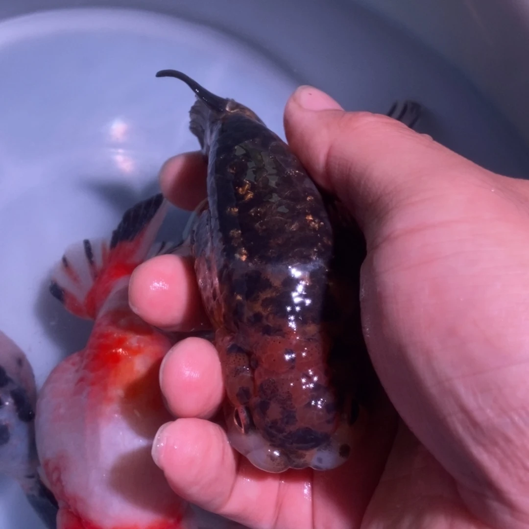 塑胶麒麟是什么神仙小精灵