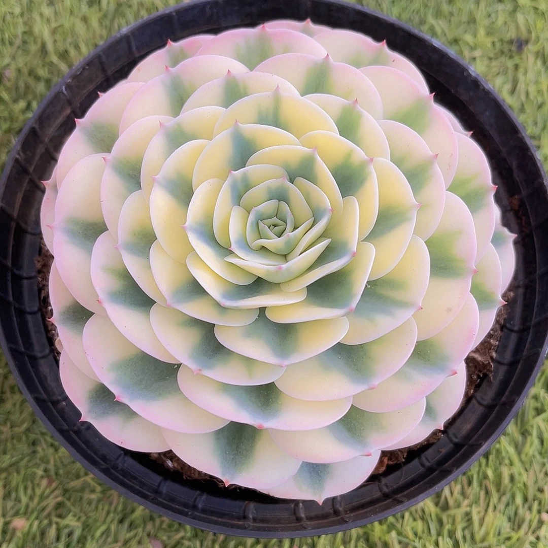 雨蝶12公分99889999