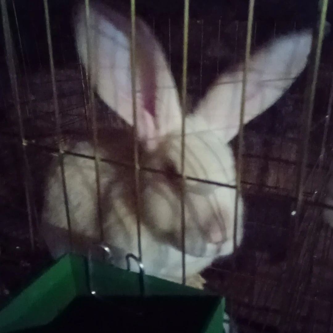 可繁殖大型活体兔子兔
