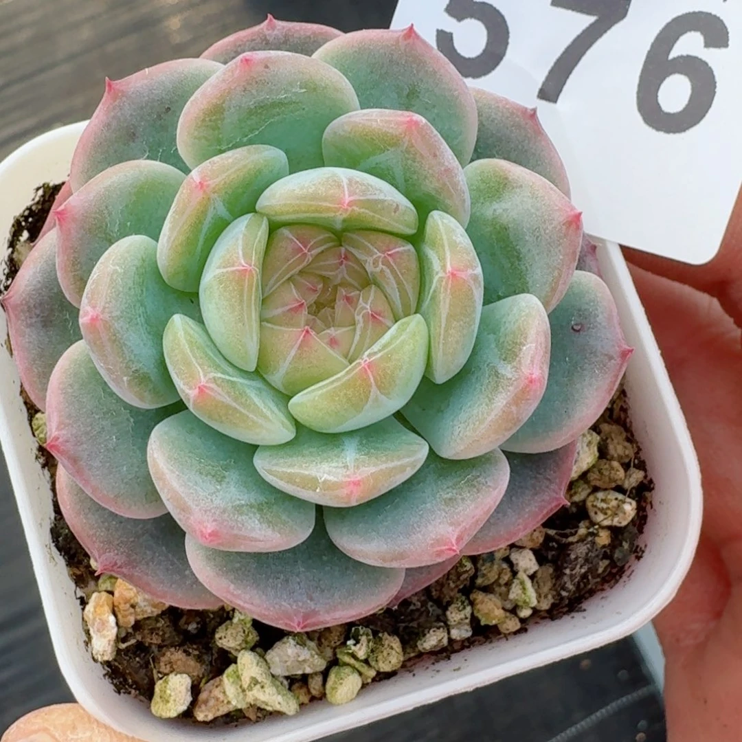 珍妮      愿你一路坦途，乘风破浪展宏图