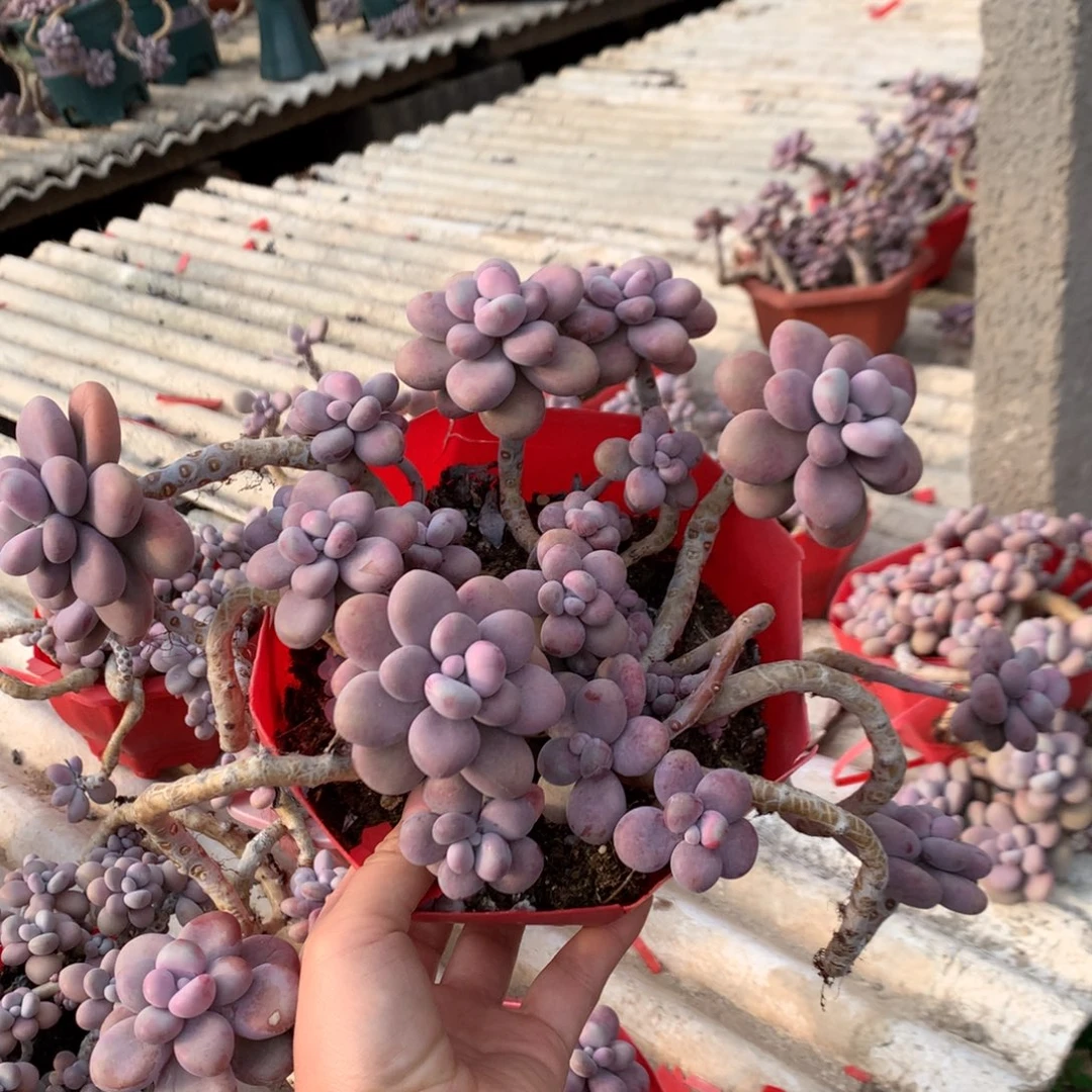 桃蛋老桩不带盆16号