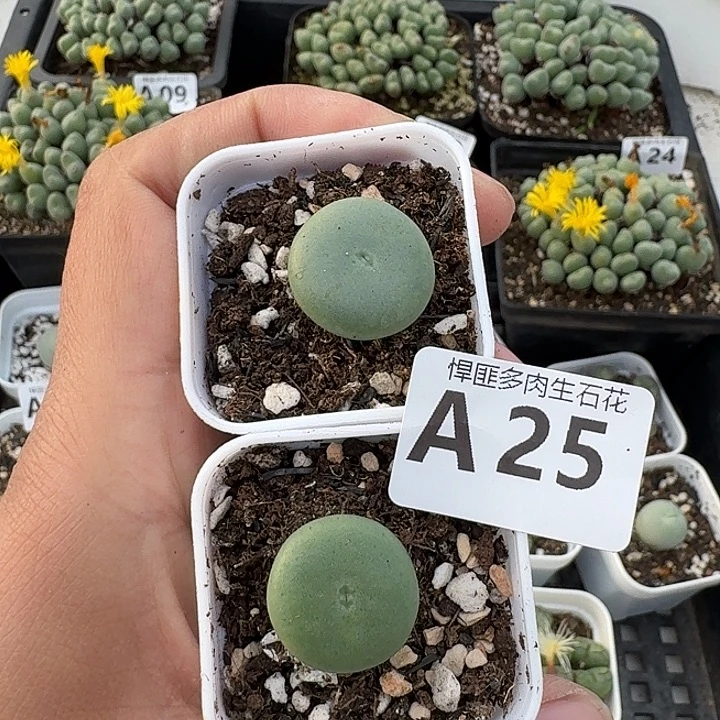 25多肉植物多肉植物