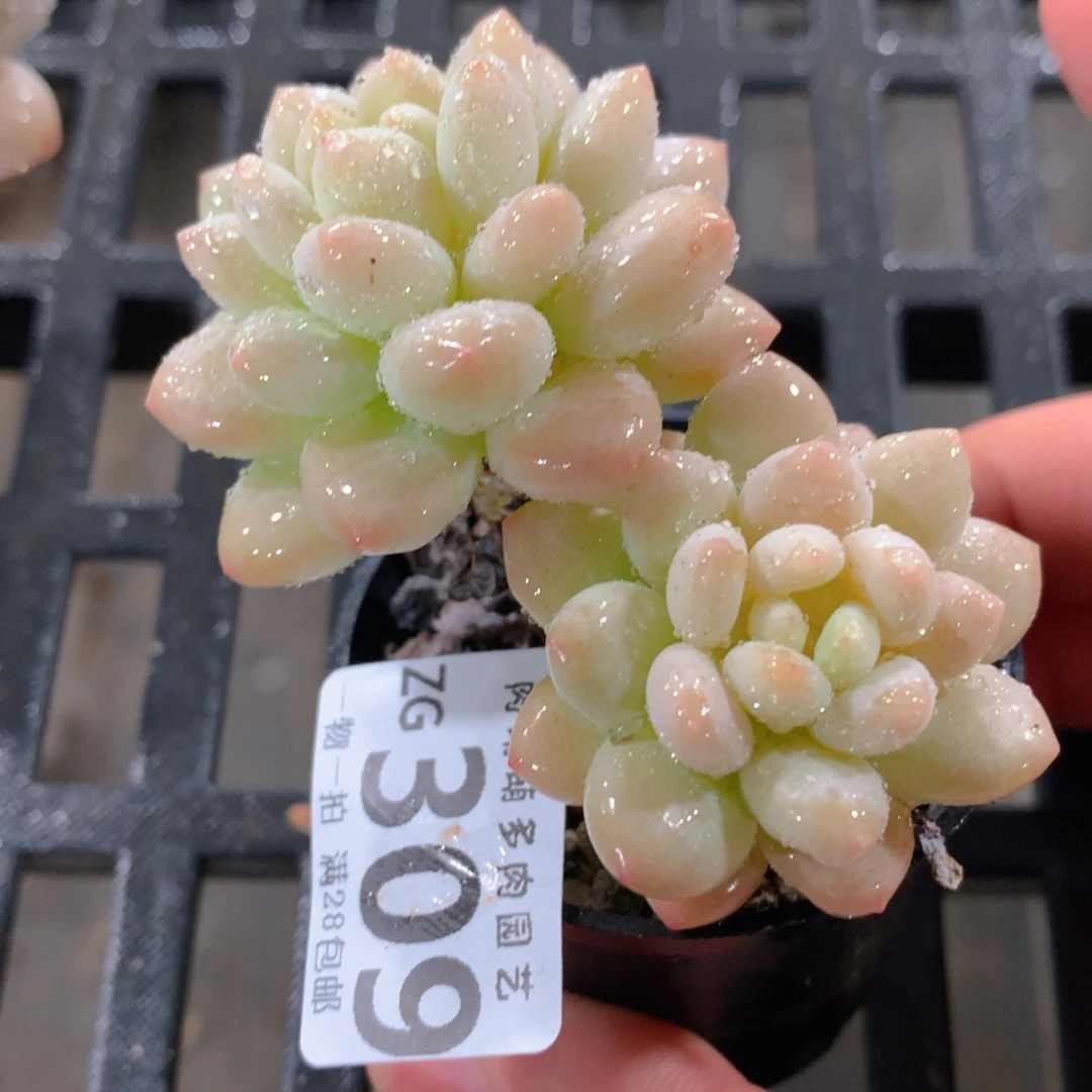 肉萌萌拇指盆精控多肉ZG309