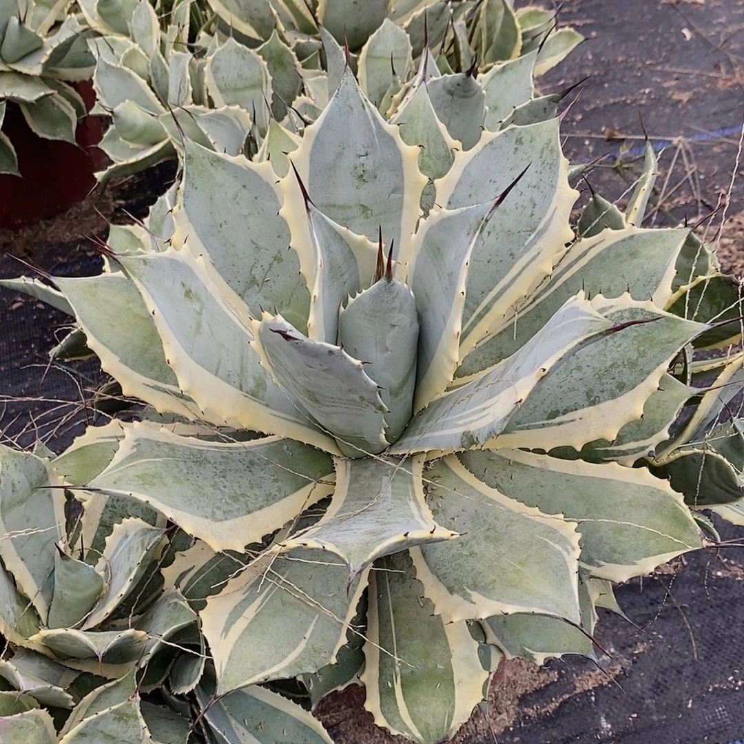 风雷神冠幅33厘米左右