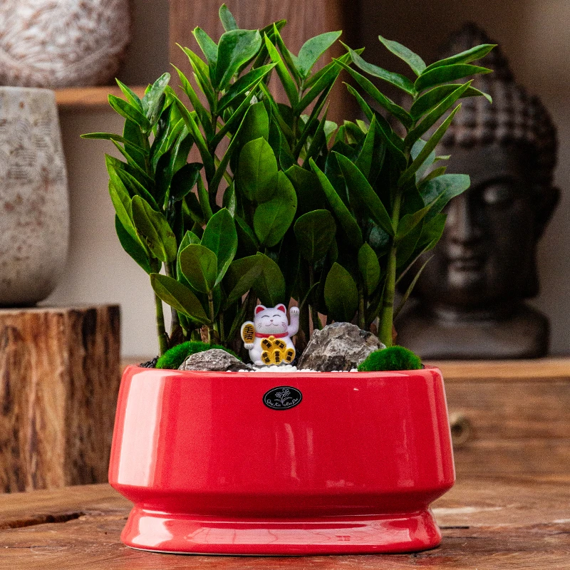 【造景栽种好发货-送货上门】净化空气观叶植物金钱树组合盆景盆栽