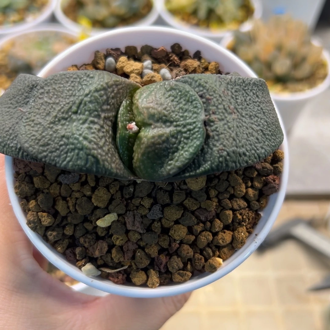 用***3军配卧牛111111111111