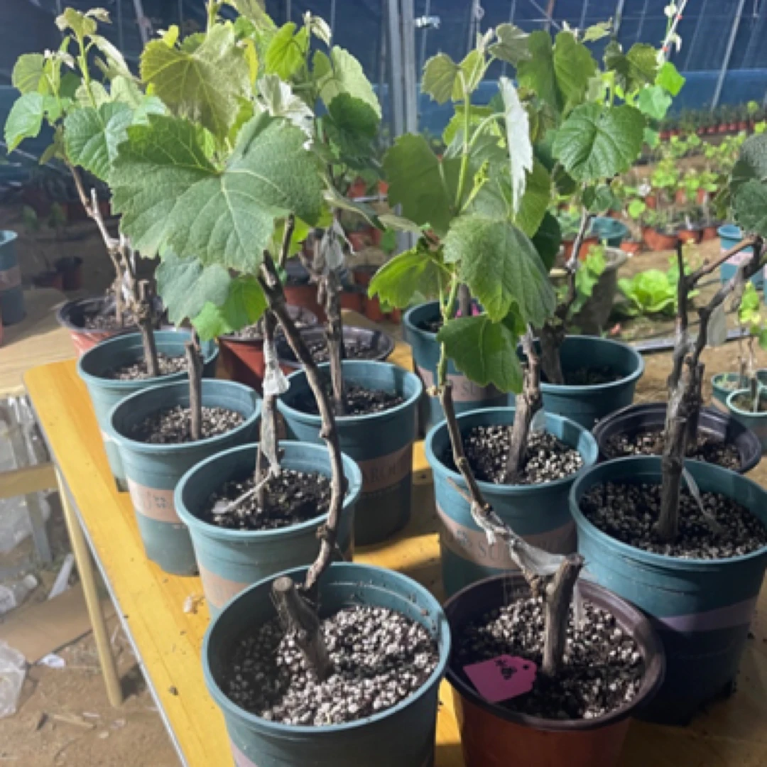 水晶玫瑰葡萄苗带土带叶发货（包15天成活）