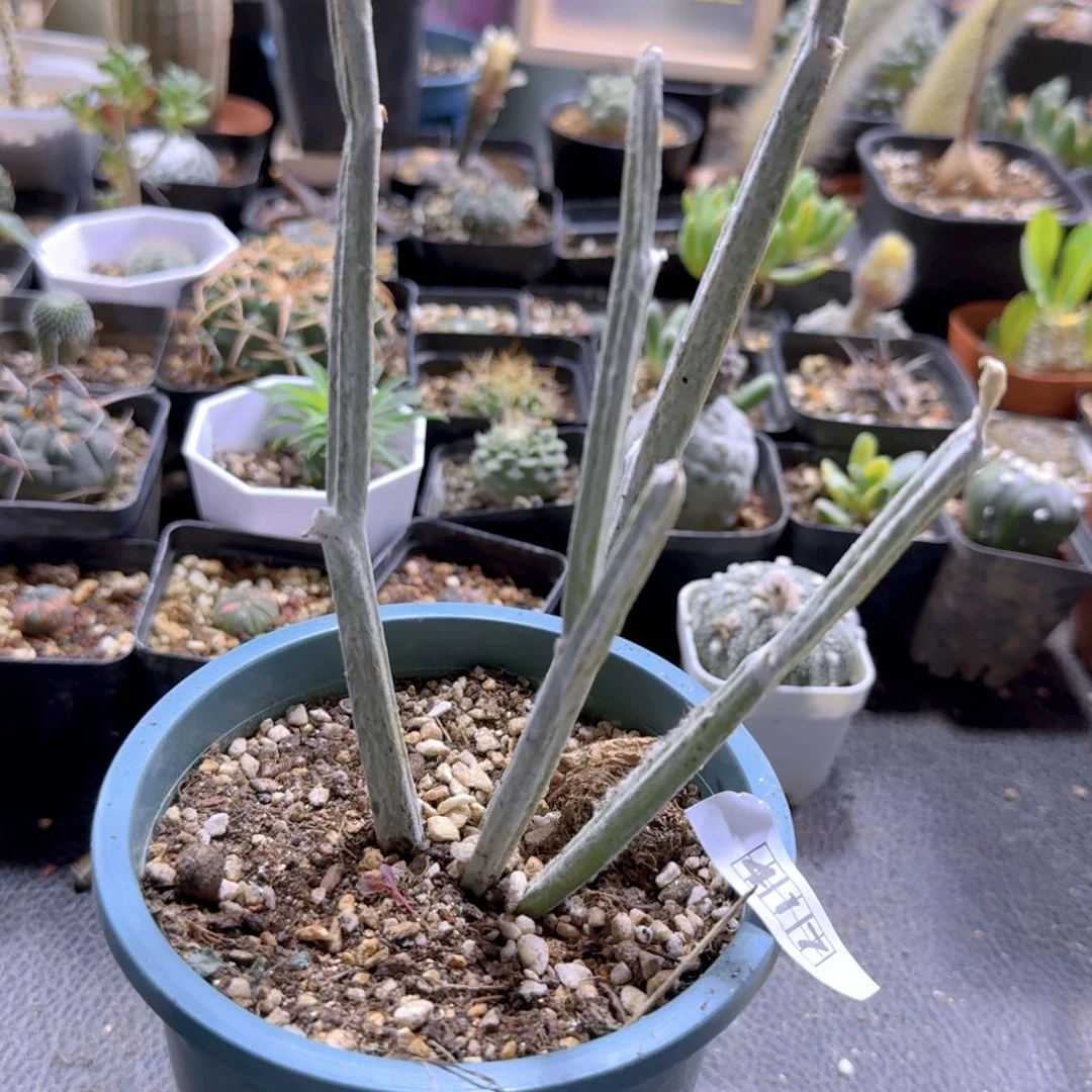 417棉花棒带盆发货