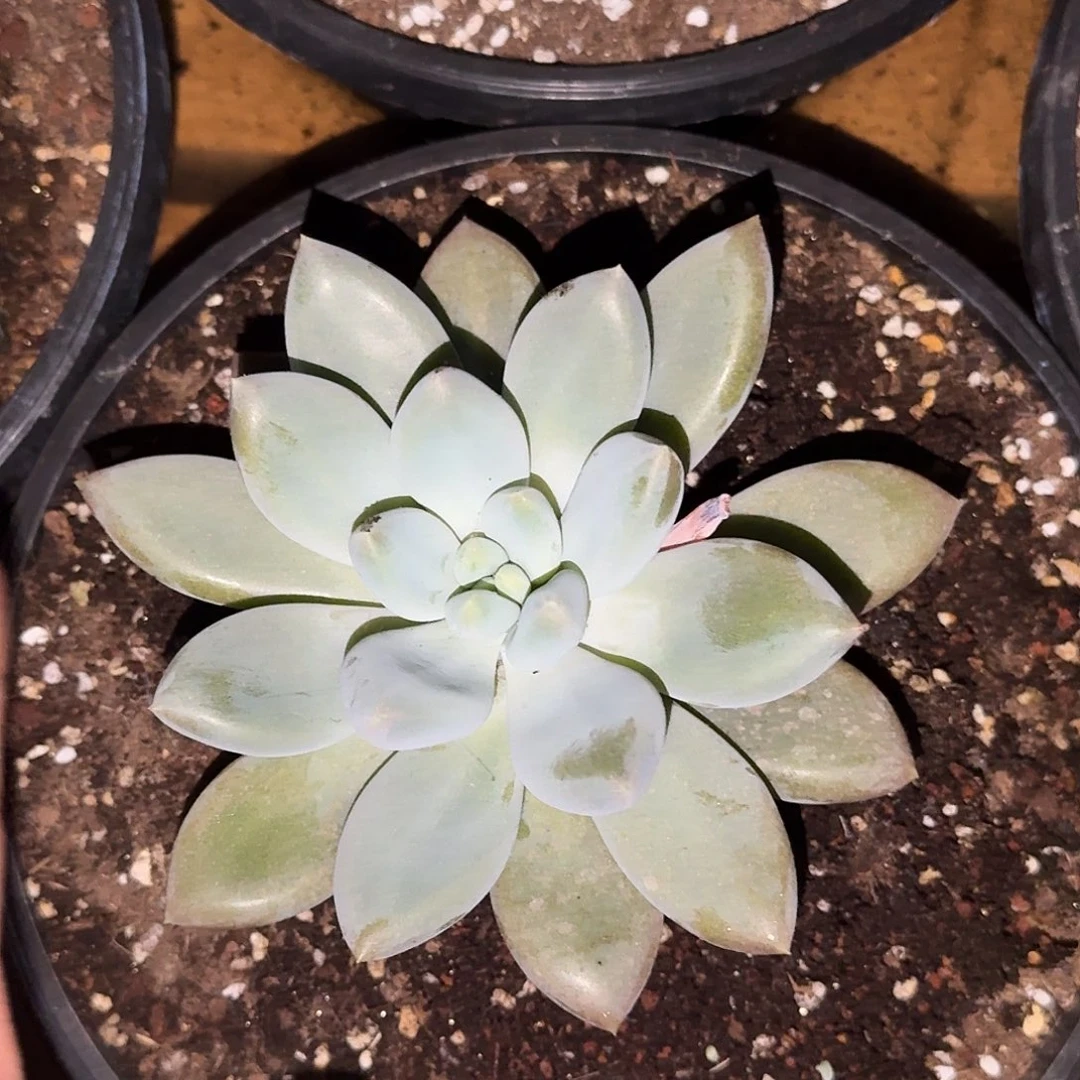 挽*๑哥特单头晚风