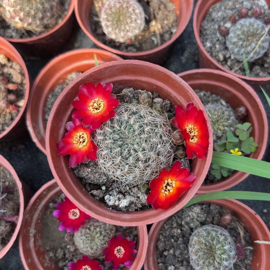 沟宝仙人球仙人掌447