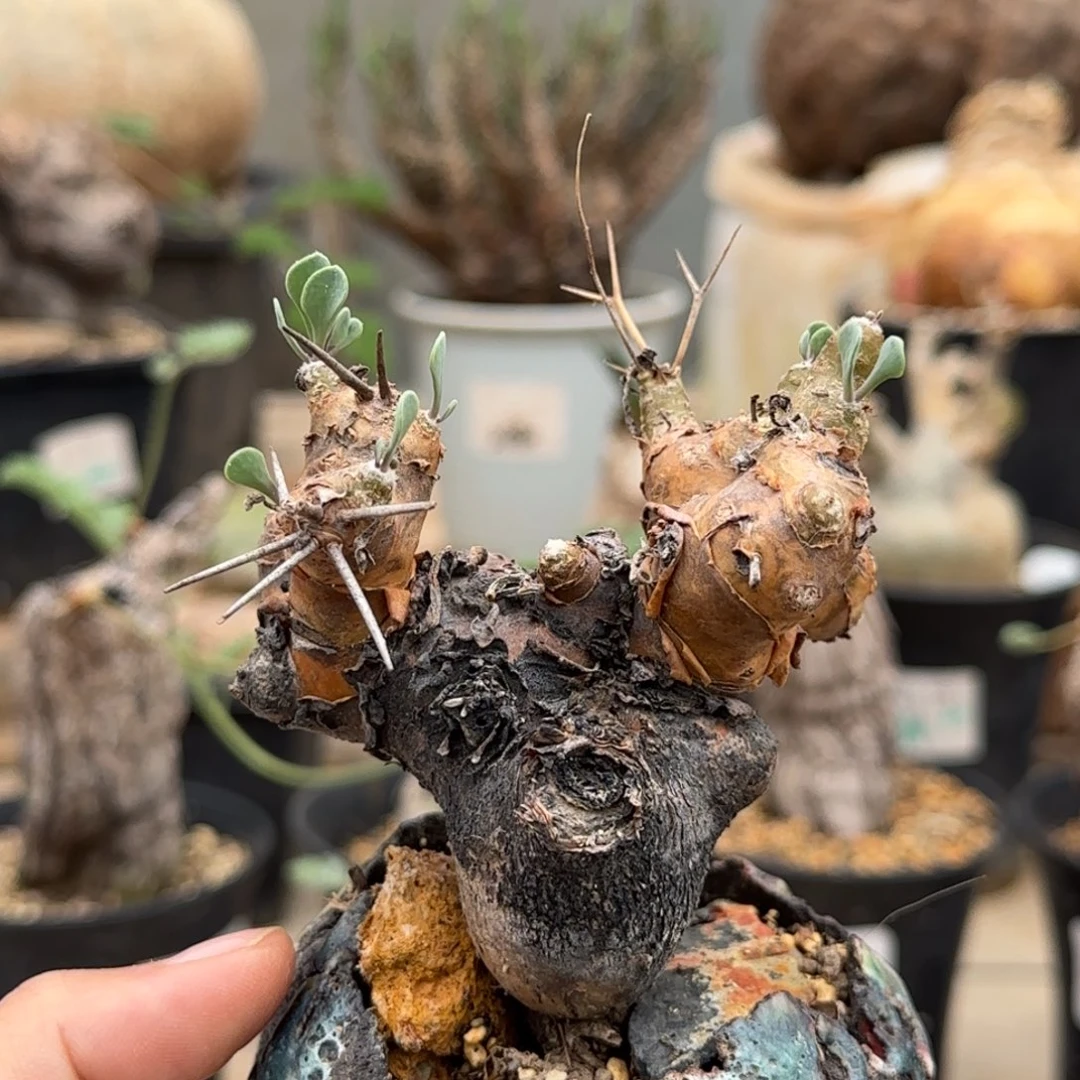 553刺烛厚敦菊块根