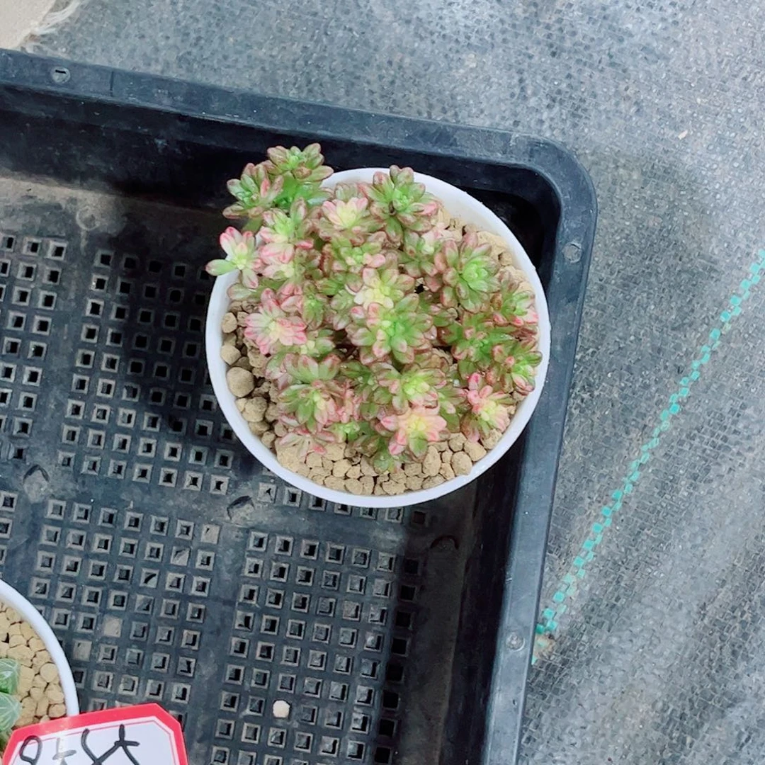 玉露一勿一拍多肉