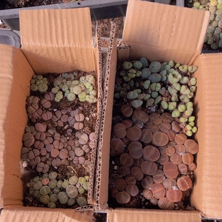 一箱两层8888888888888