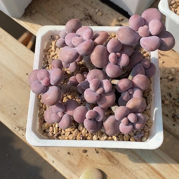 用***2白啦啦咯来咯哦哦我摸的