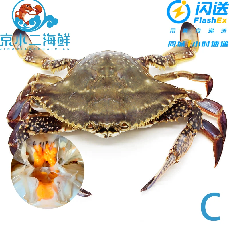 鲜活丹东带黄母梭子蟹1-4斤可选单只约2.5-3.5两/只一斤约3-4只(C)海鲜梭子蟹同城