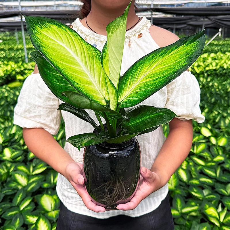 玛丽安粉黛万年青水培植物40 - 50cm办公室桌面清新绿植