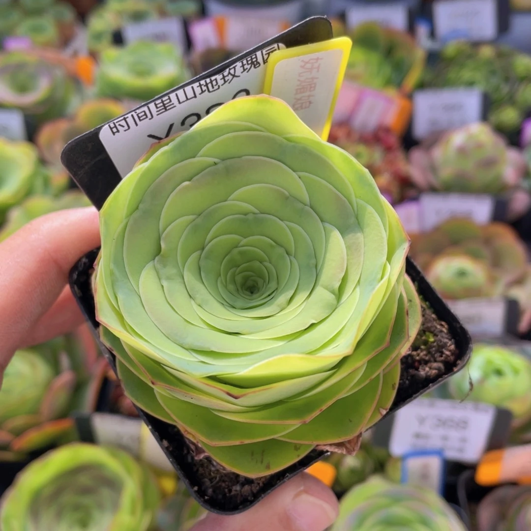 妩媚娘多肉福利382一物一拍