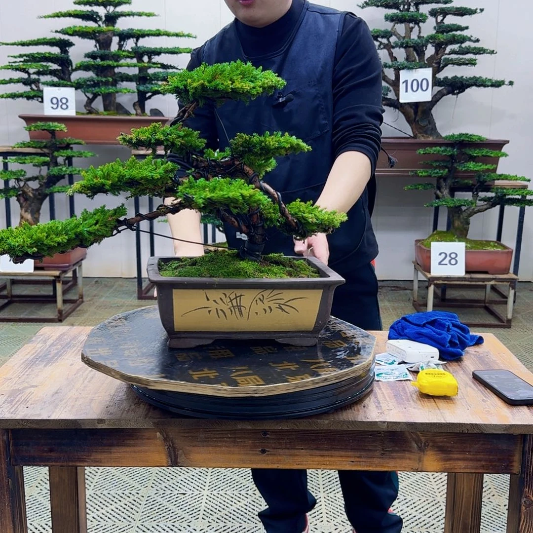 无花朵柏树造型盆景