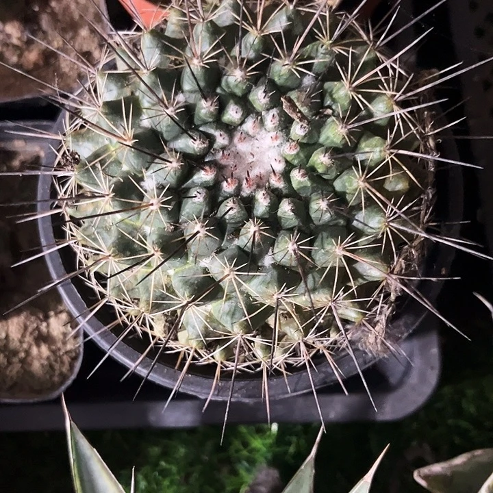 单头黑鬼殿zzzzzzz