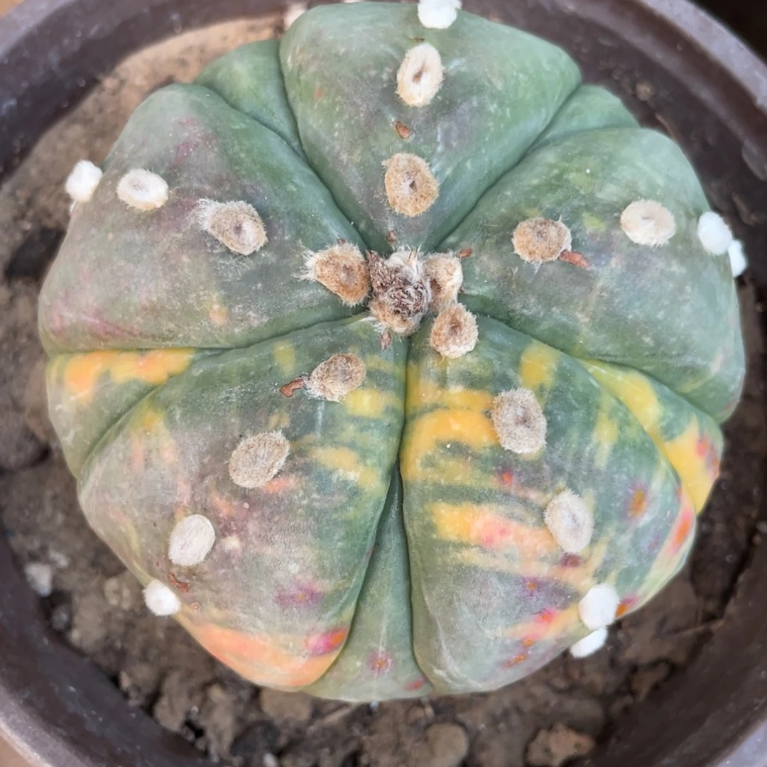 全部花朵无根  五副棱兜锦