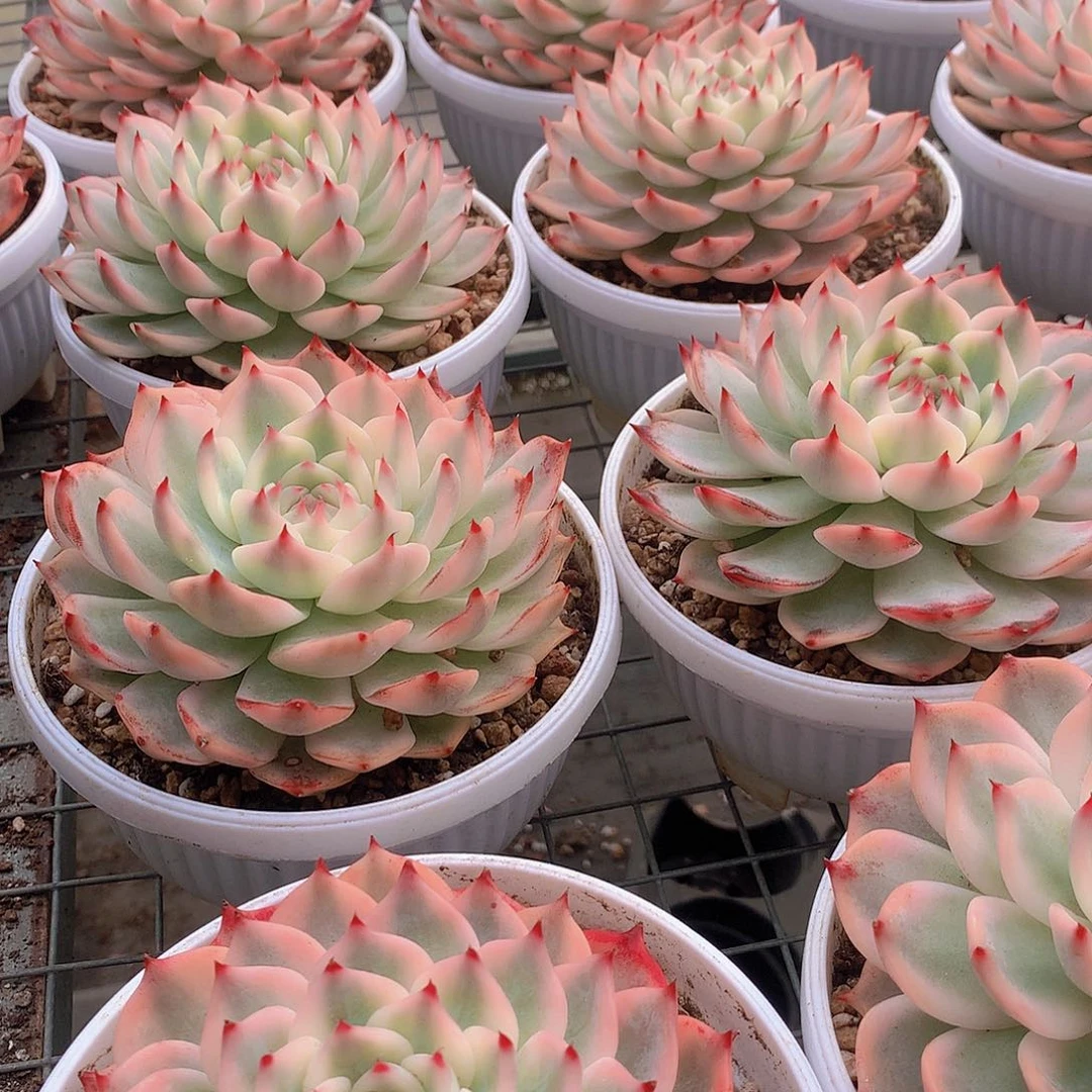 母本吉娃娃锦3456788999000