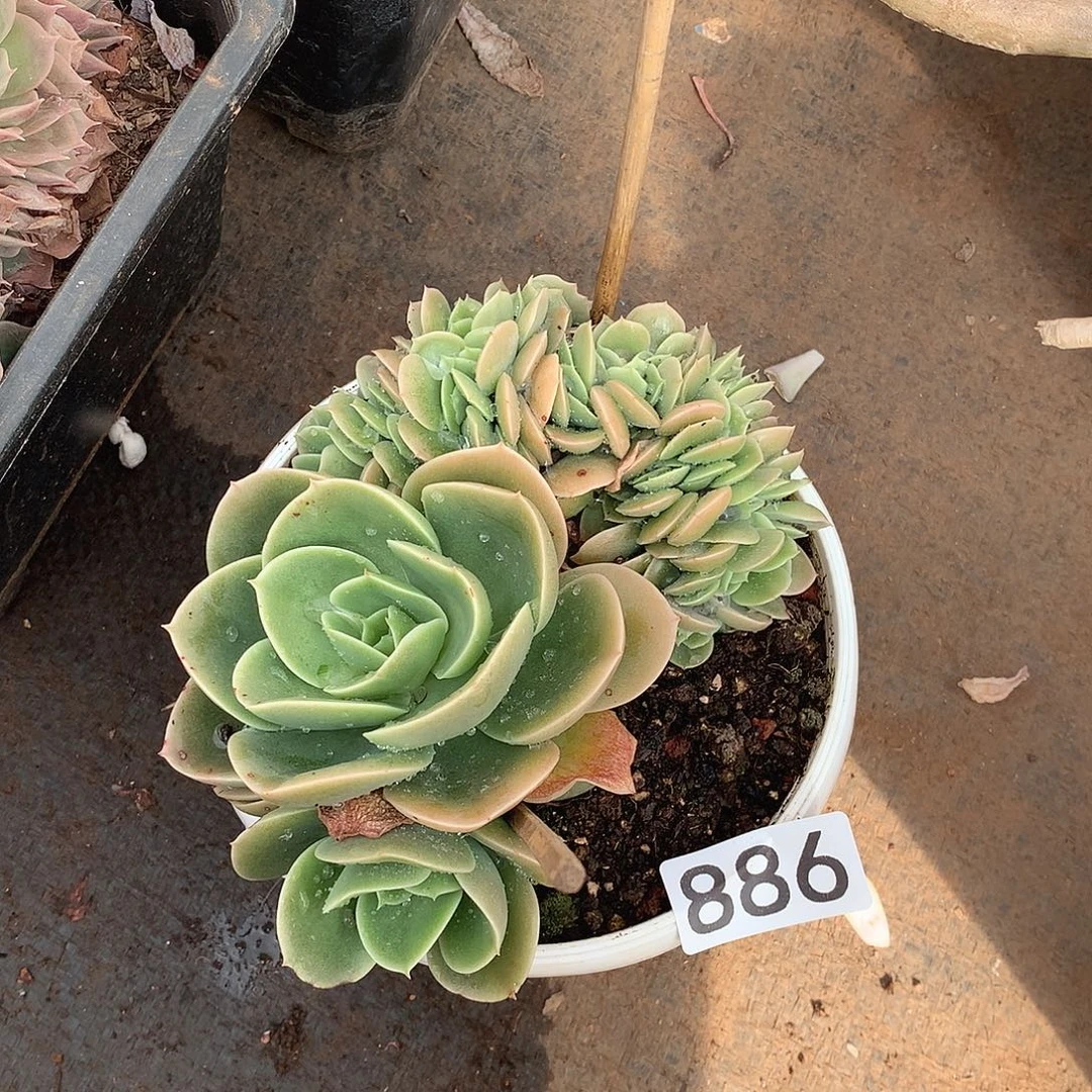 886星娜塔缀一物一拍多肉