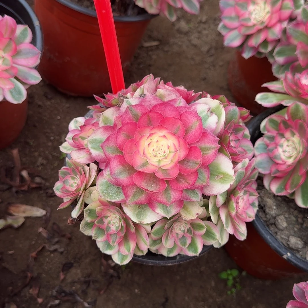 4529倾城多肉法师