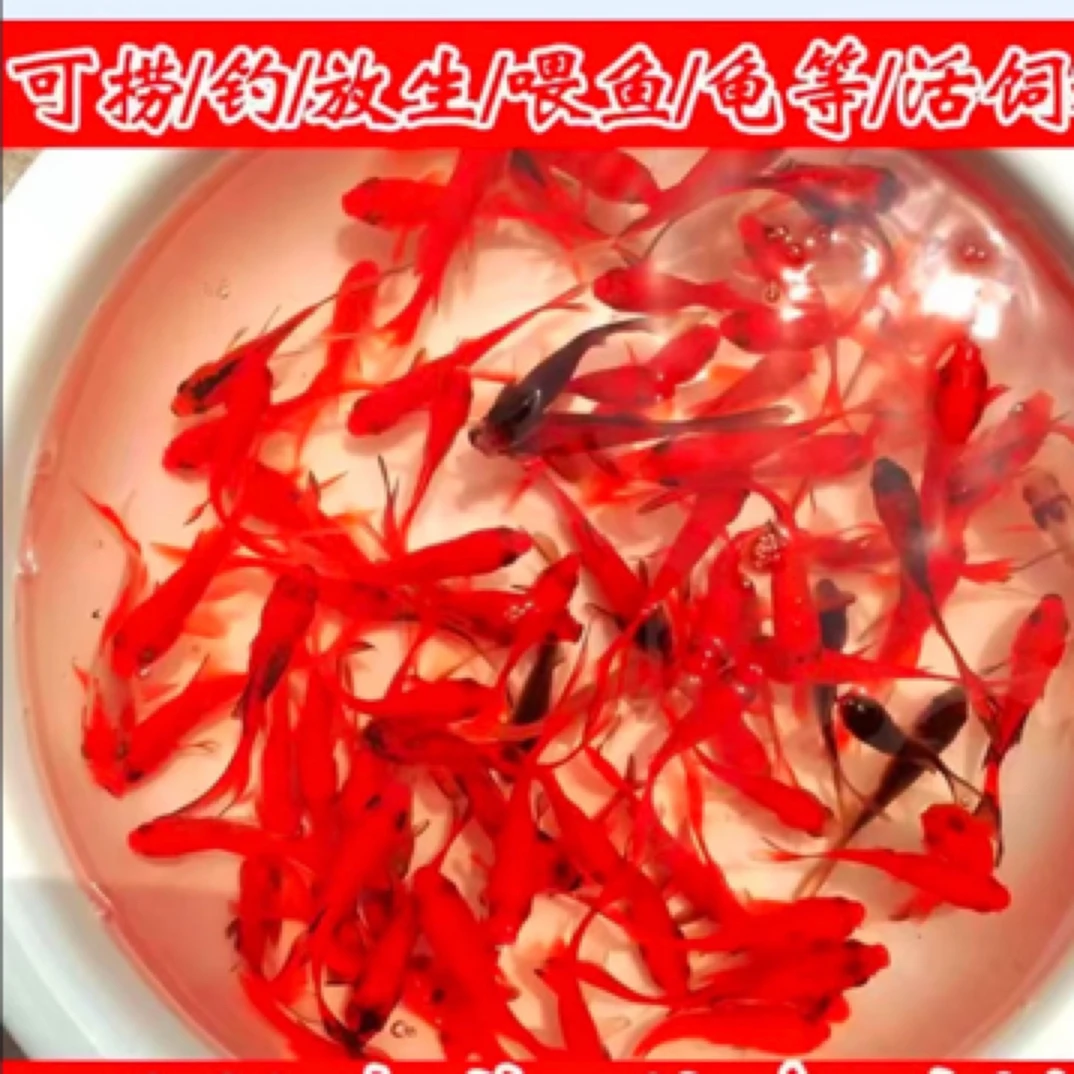 草观赏鱼北方冷水鱼好养耐活锦金鱼观赏鱼金鱼金鱼小金鱼观赏鱼