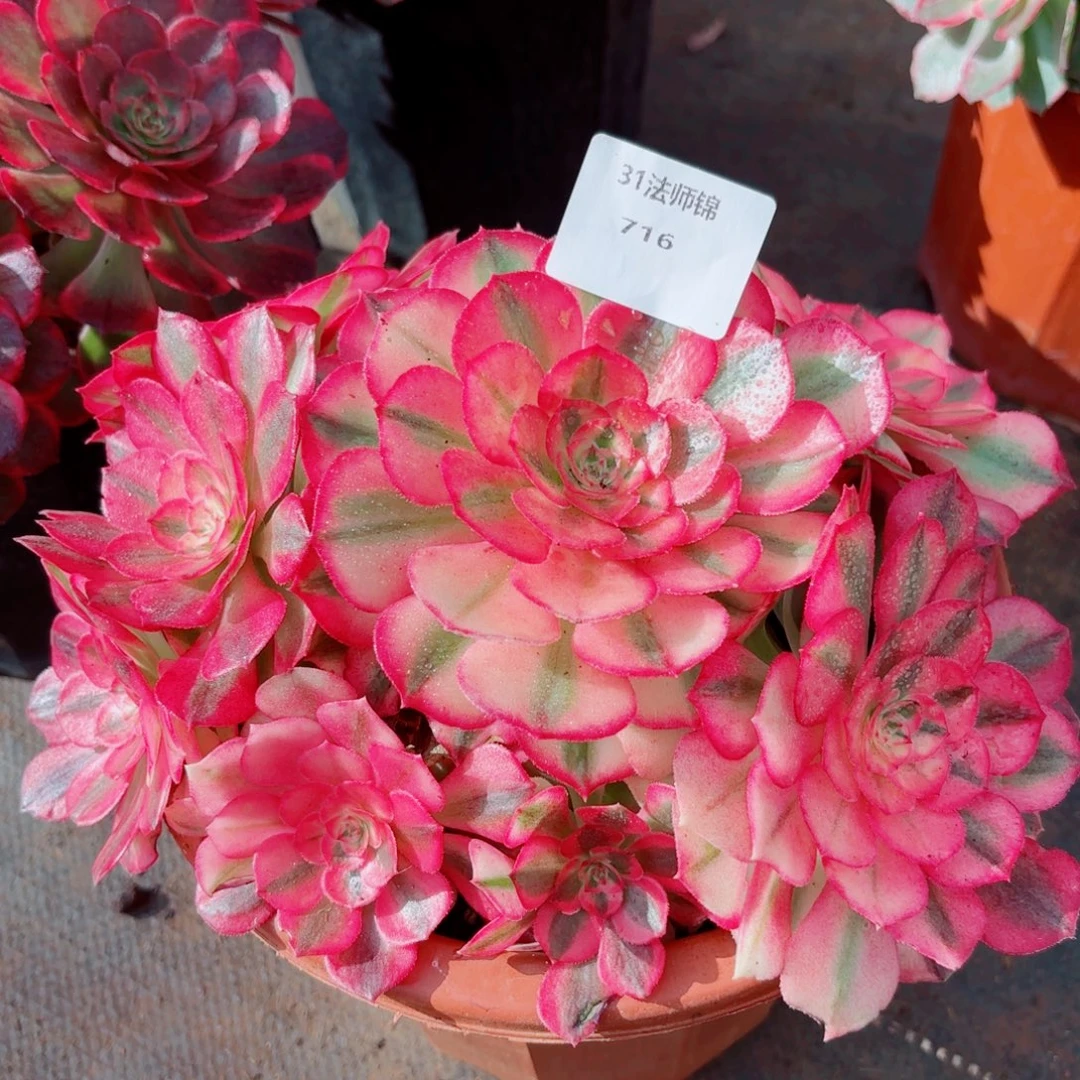 一物一拍多肉法师716