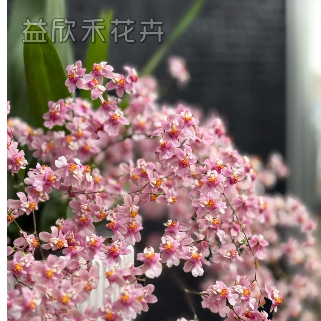春平专属【光宗粉】15支以上花剑 梦香兰 客厅书房养护盆栽兰花