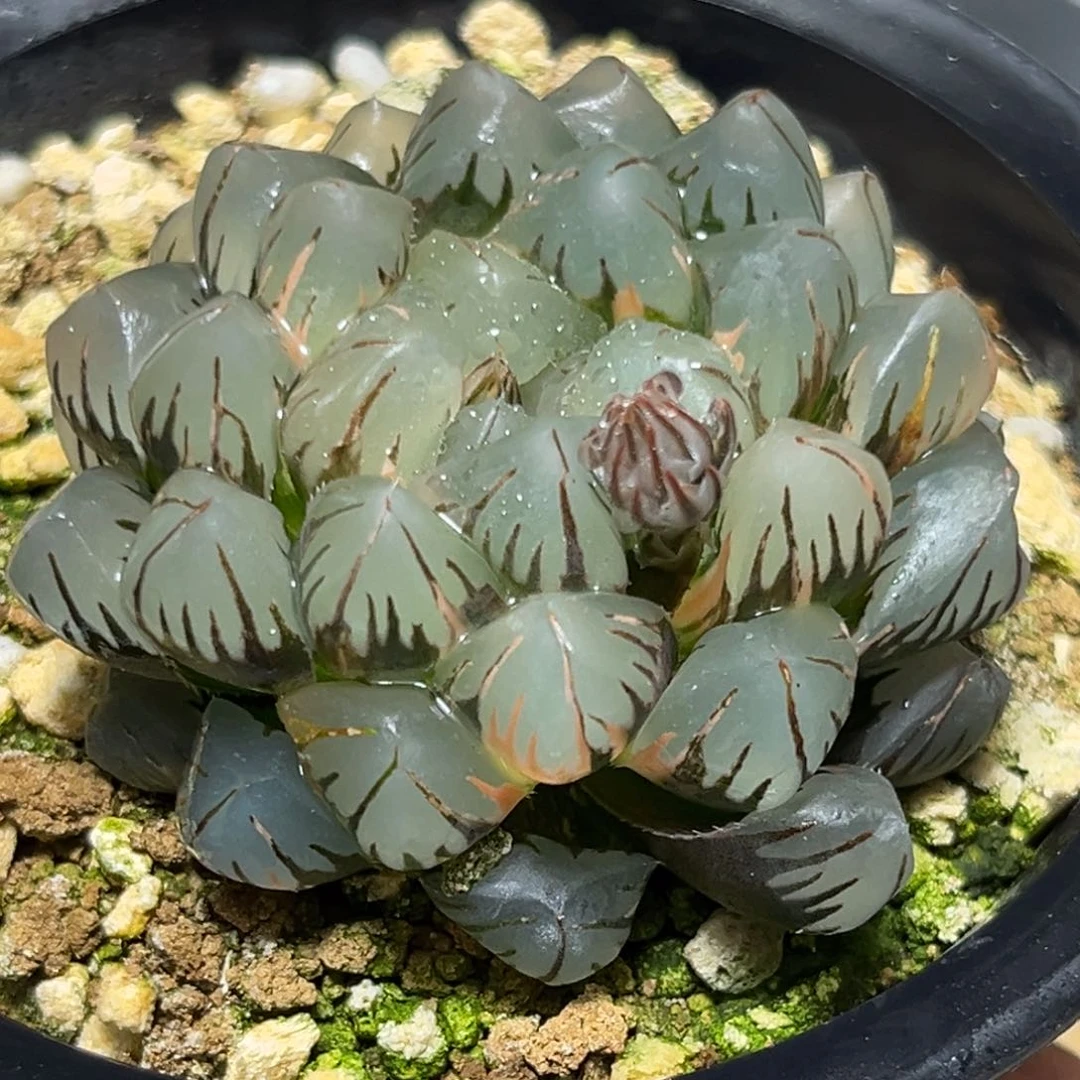 臣*恭喜发财大吉大利0223