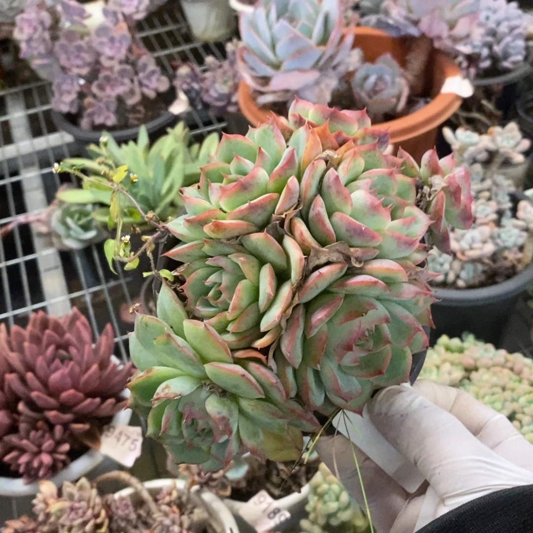4072侧影多头一物一拍